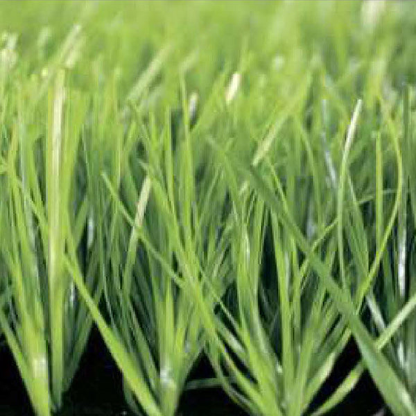 Sport Grass