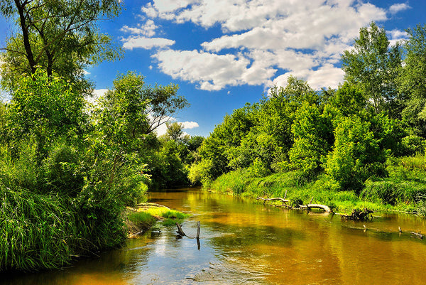 River in the woods (WM00141)