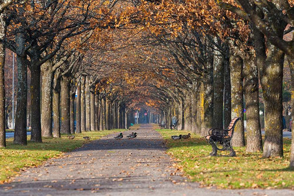 Colorful Autumn (WM00142)