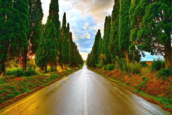 Journey (WM00148)
