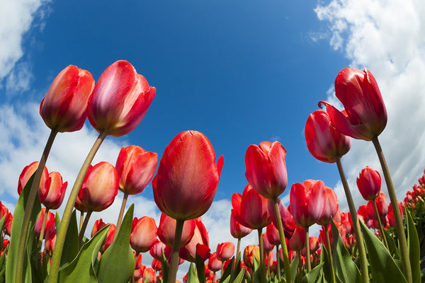 Tulip (WM00166)
